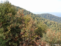 Forêt multicolore dans les derniers feux de l'été